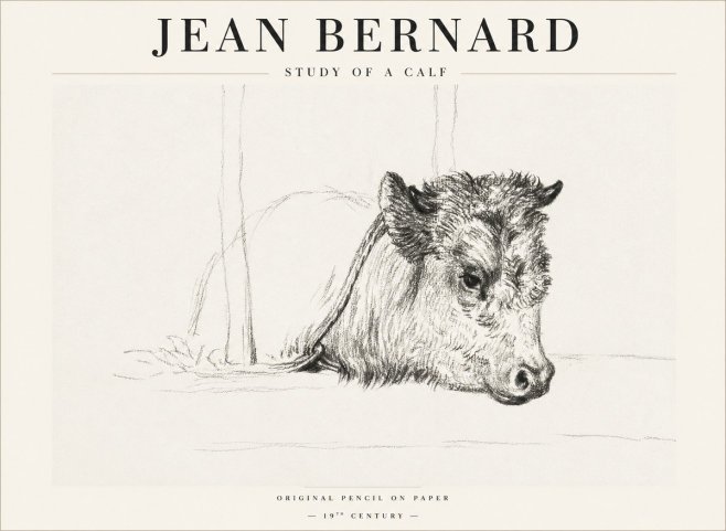 Jean Bernard Study of a Calf I No1 - Póster
