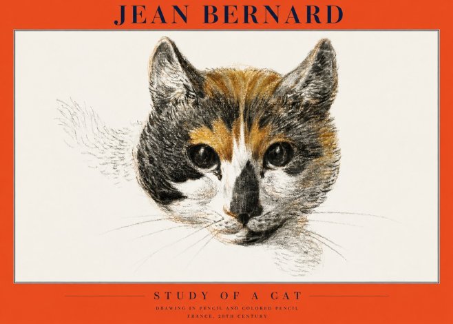 Jean Bernard Study of a Cat II No2 - Póster