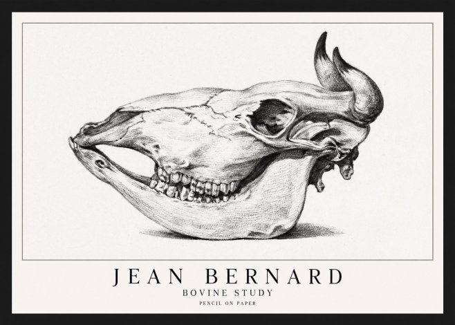 Jean Bernard Bovine Skull Study No2 - Póster