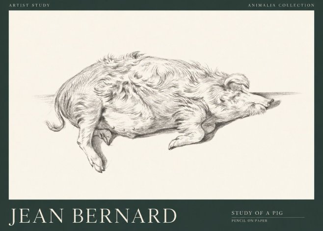 Jean Bernard Study of a Pig I No1 - Póster
