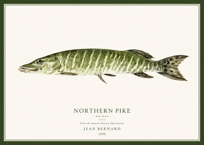 Jean Bernard Northern Pike No1 - Póster