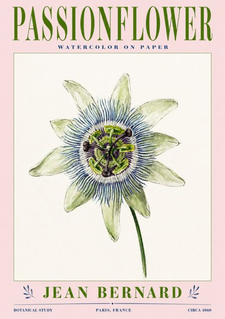 Jean Bernard Passionflower No3 - Póster