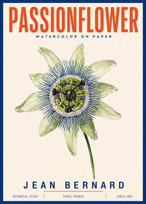 Jean Bernard Passionflower No4 - Póster