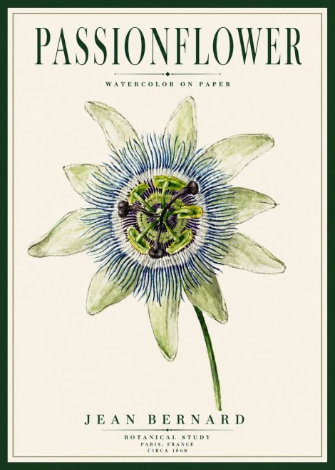 Jean Bernard Passionflower No5 - Póster