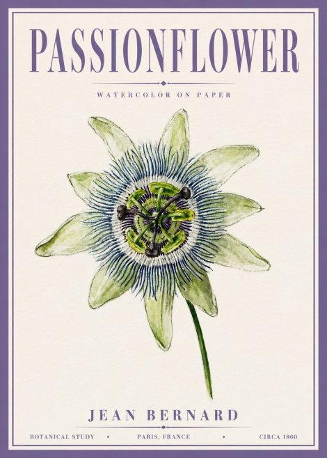 Jean Bernard Passionflower No6 - Póster