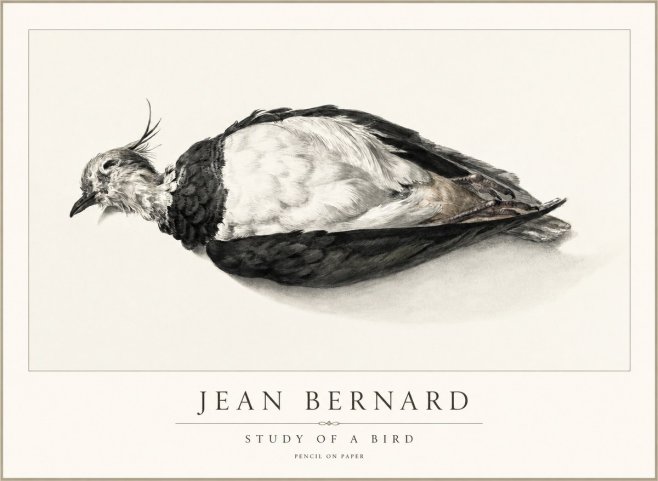 Jean Bernard Study of a Bird II No2 - Póster