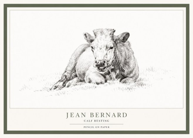 Jean Bernard Calf Resting No1 - Póster