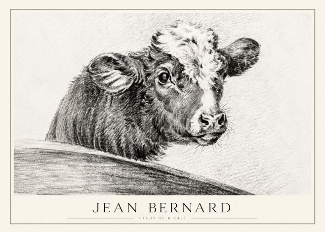 Jean Bernard Study of a Calf II No1 - Póster