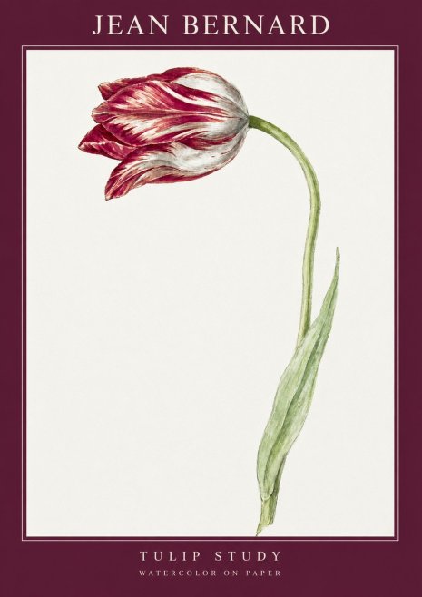 Jean Bernard Tulip Study No2 - Póster