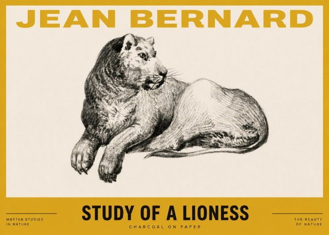 Jean Bernard Lying Lioness No4 - Póster