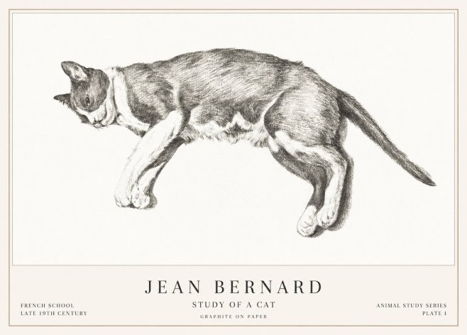 Jean Bernard Cat Study VII No3 - Póster