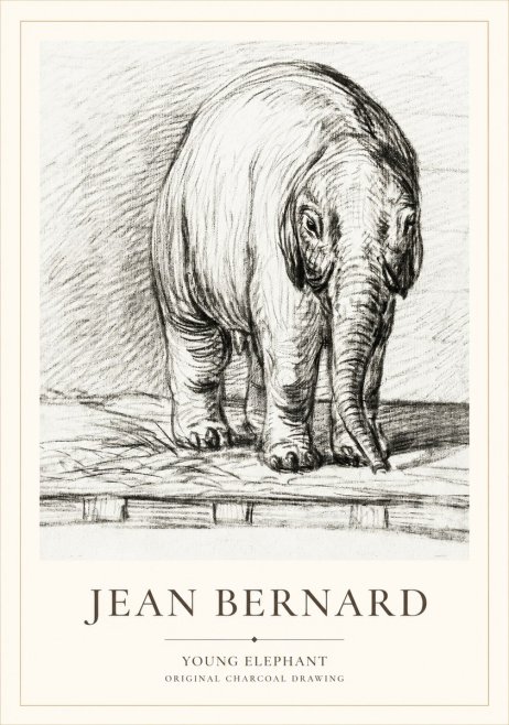 Jean Bernard Young Elephant No1 - Póster