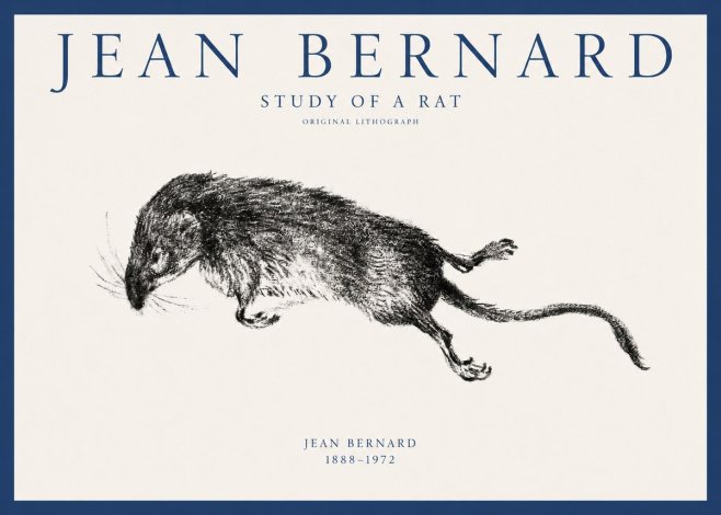 Jean Bernard Study of a Rat II No1 - Póster