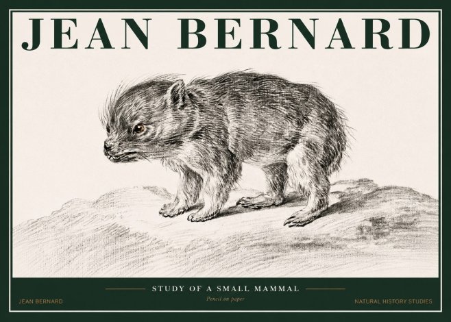 Jean Bernard Study of a Small Mammal No2 - Póster