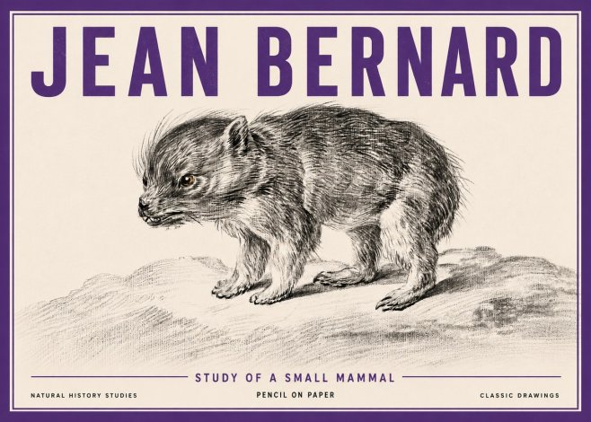 Jean Bernard Study of a Small Mammal No5 - Póster