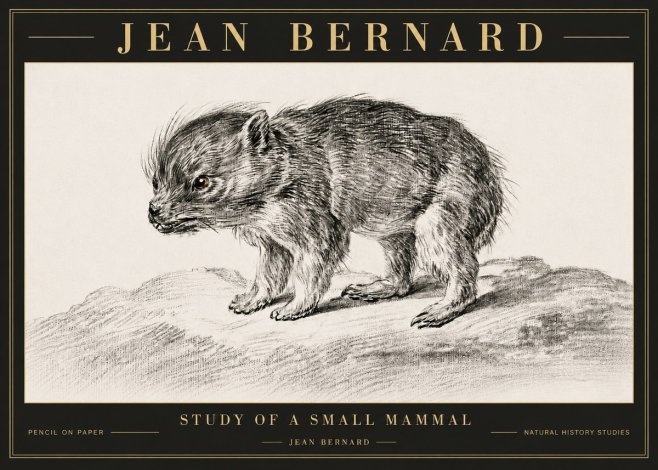 Jean Bernard Study of a Small Mammal No6 - Póster