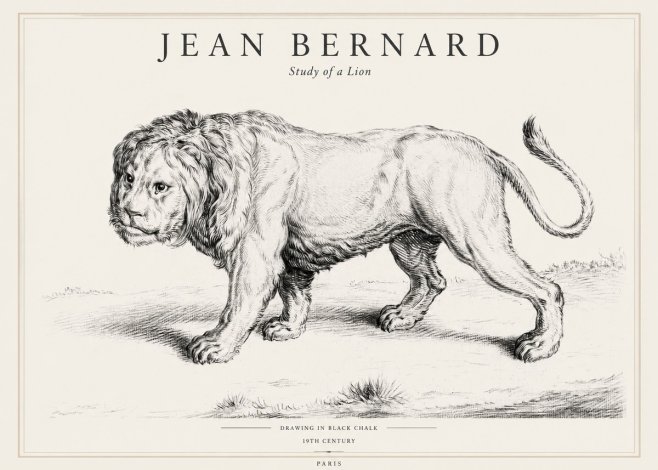 Jean Bernard Study of a Lion II No1 - Póster