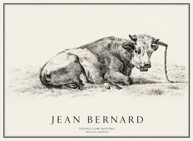 Jean Bernard Young Cow Resting No1 - Póster