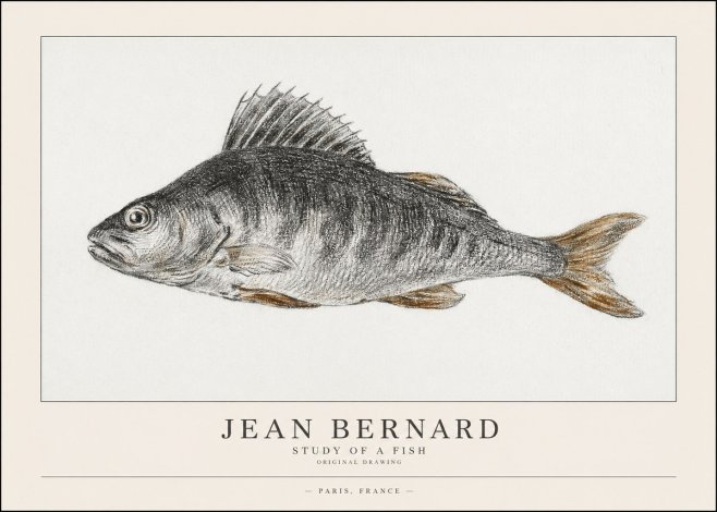 Jean Bernard Study of a Fish IV No1 - Póster