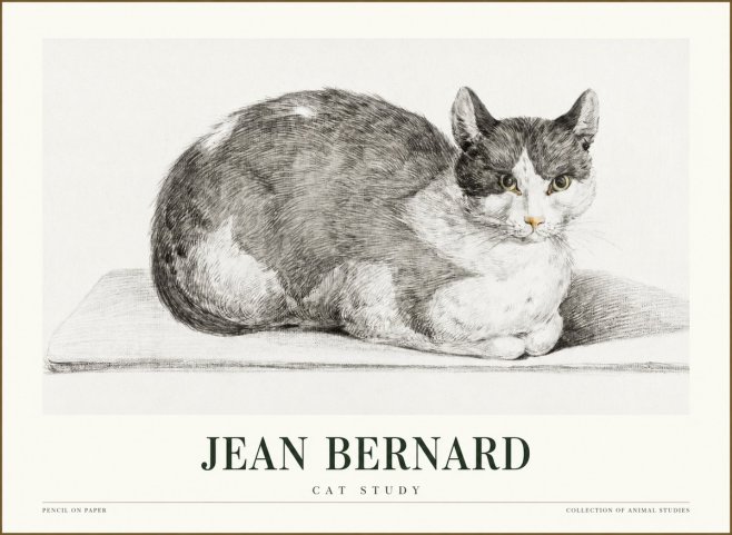 Jean Bernard Cat Study XI No1 - Póster