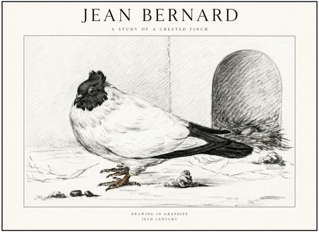 Jean Bernard A Study of a Crested Finch No1 - Póster