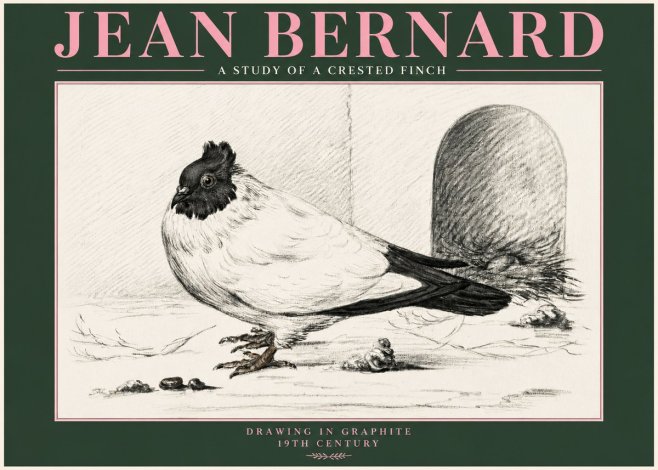 Jean Bernard A Study of a Crested Finch No3 - Póster