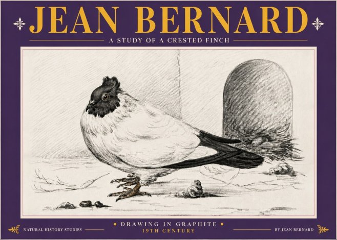 Jean Bernard A Study of a Crested Finch No5 - Póster