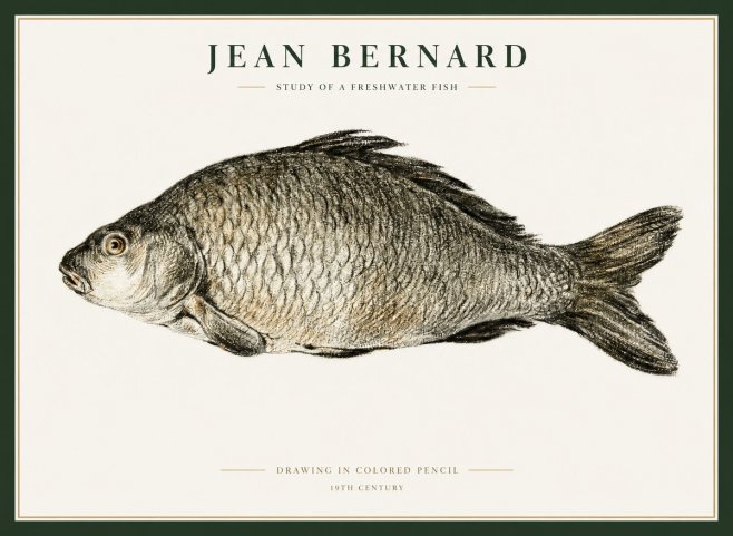 Jean Bernard Study of a Freshwater Fish No1 - Póster