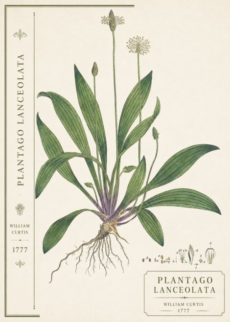 William Curtis Plantago Lanceolata III No2 - Póster
