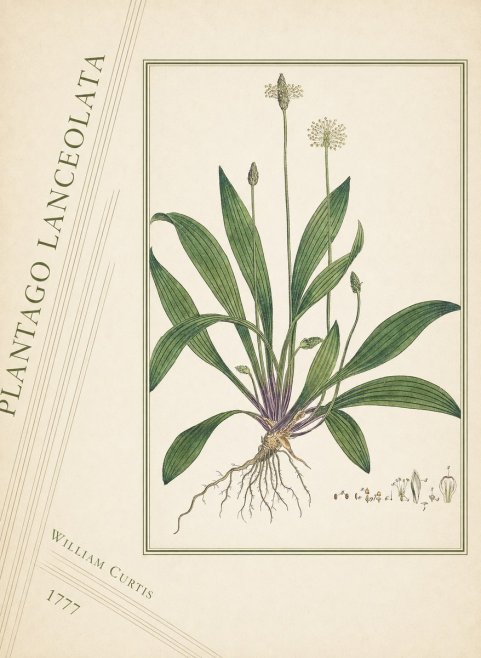 William Curtis Plantago Lanceolata III No4 - Póster