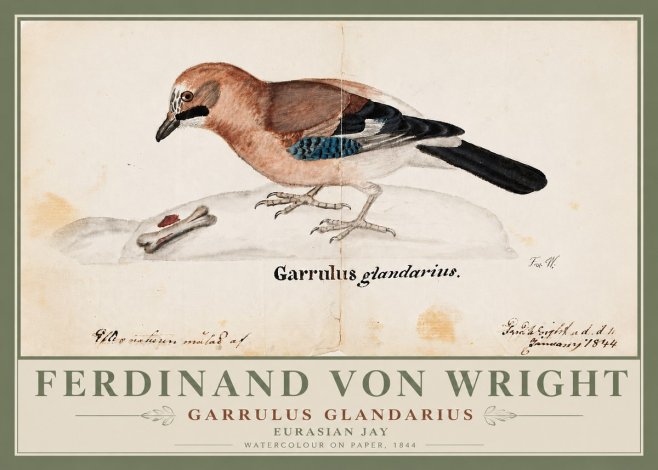 Ferdinand von Wright Garrulus Glandarius No6 - Póster