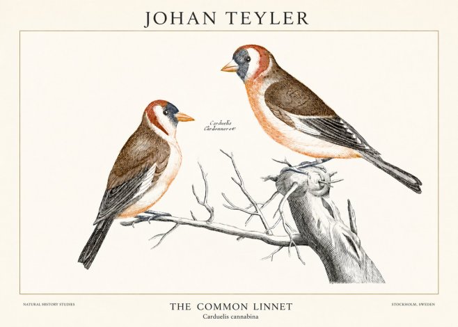 Johan Teyler The Common Linnet No1 - Póster
