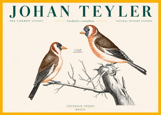 Johan Teyler The Common Linnet No4 - Póster