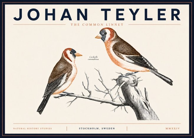 Johan Teyler The Common Linnet No5 - Póster