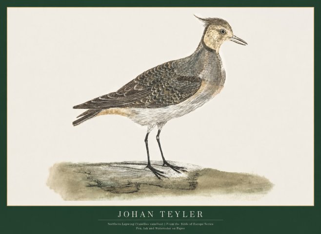 Johan Teyler Northern Lapwing (Vanellus Vanellus) No1 - Póster