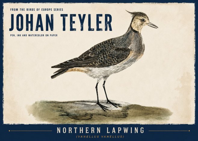 Johan Teyler Northern Lapwing (Vanellus Vanellus) No6 - Póster