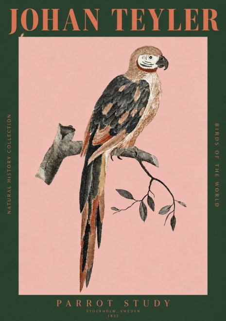 Johan Teyler Parrot Study I No2 - Póster