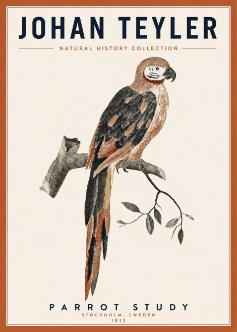 Johan Teyler Parrot Study I No3 - Póster