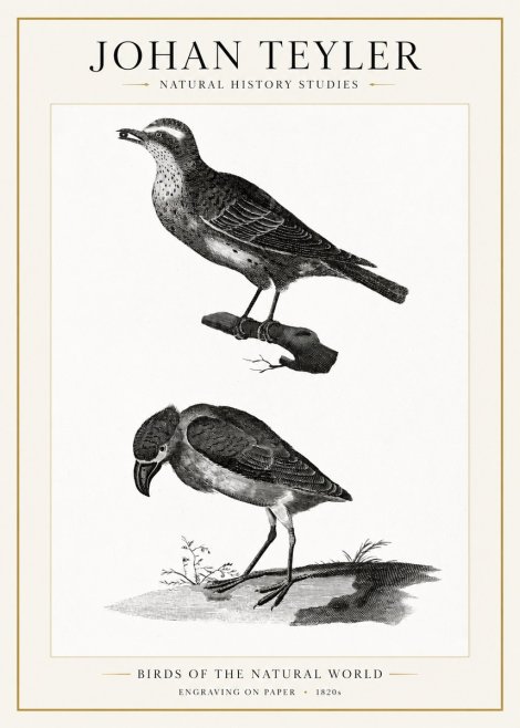 Johan Teyler Birds of the Natural World No1 - Póster