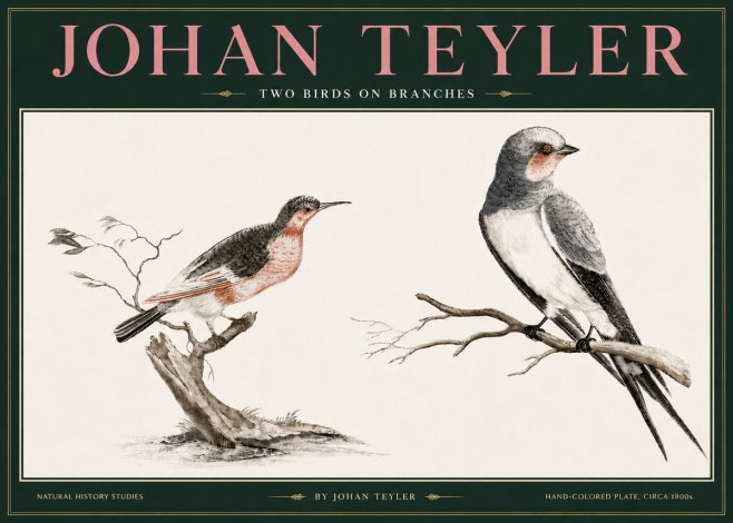 Johan Teyler Two Birds on Branches No3 - Póster