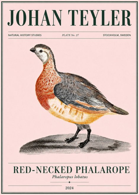 Johan Teyler Red-necked Phalarope No4 - Póster