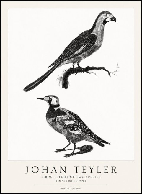 Johan Teyler Birds - Study of Two Species No1 - Póster