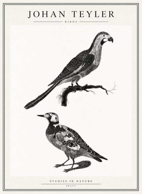 Johan Teyler Birds - Study of Two Species No2 - Póster