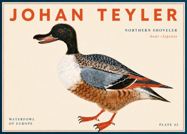Johan Teyler Northern Shoveler (Anas Clypeata) No6 - Póster