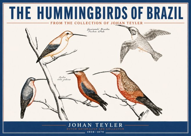 Johan Teyler The Hummingbirds of Brazil from the Collection of Johan Teyler No4 - Póster