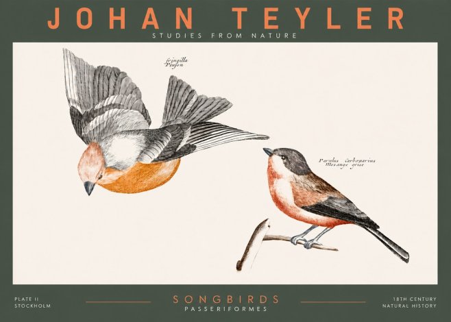 Johan Teyler Songbirds - Plate Ii No2 - Póster