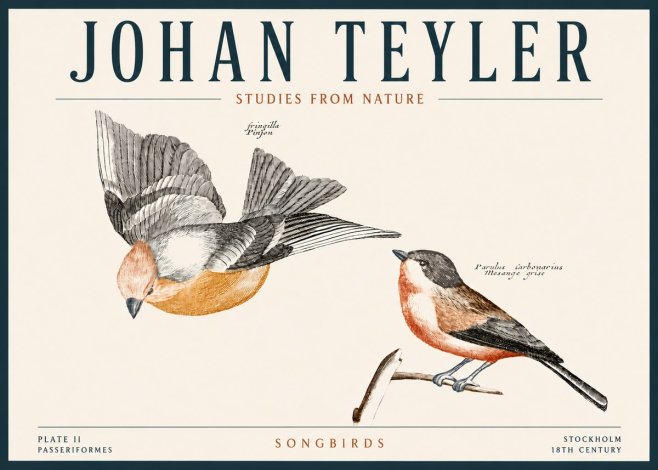 Johan Teyler Songbirds - Plate Ii No4 - Póster