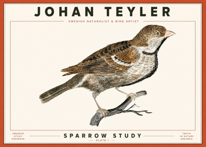 Johan Teyler Sparrow Study No4 - Póster