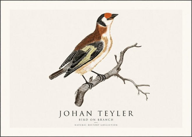 Johan Teyler Song of the Finch No2 - Póster