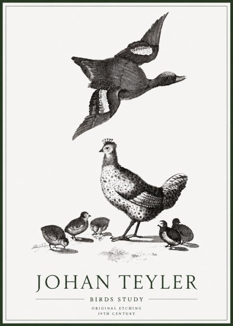 Johan Teyler Birds Study No1 - Póster